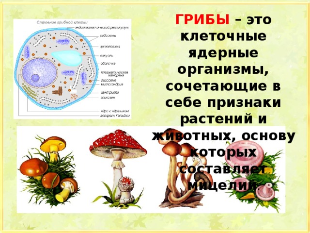 Три примера организмов грибы