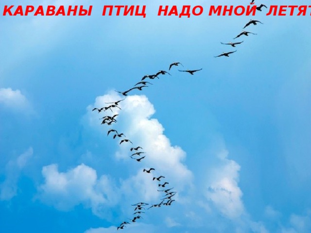 КАРАВАНЫ ПТИЦ НАДО МНОЙ ЛЕТЯТ 