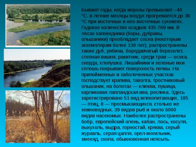 Бывают годы, когда морозы превышают –40 °С, в летние месяцы воздух прогревается до 39 °С при восточных и юго-восточных суховеях. Годовое количество осадков 435-769 мм. В лесах заповедника (боры, дубравы, ольшаники) преобладает сосна (некоторым экземплярам более 130 лет), распространены также дуб, рябина, бородавчатый бересклет, степная вишня, ракитник, среди трав — осока, скерда, хлопушка. Лишайники и зеленые мхи сплошь покрывают поверхность почвы. На припойменных и заболоченных участках господствует крапива, таволга, тростниковый ольшаник, на болотах — клюква, пушица, карликовая лапландская ива, росянка. Здесь зарегистрировано 51 вид млекопитающих, 185 — птиц, 8 — пресмыкающихся, столько же земноводных, 39 видов рыб и около 6000 видов насекомых. Наиболее распространены бобр, европейский олень, кабан, лось, косуля, выхухоль, выдра, горностай, кряква, серый журавль, серая цапля, орел-могильник, змееяд, скопа, обыкновенная неясыть. 