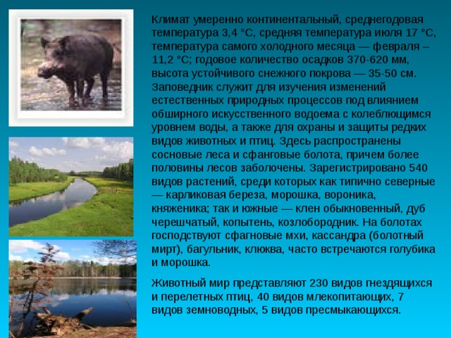 Климат умеренно континентальный, среднегодовая температура 3,4 °С, средняя температура июля 17 °С, температура самого холодного месяца — февраля –11,2 °С; годовое количество осадков 370-620 мм, высота устойчивого снежного покрова — 35-50 см. Заповедник служит для изучения изменений естественных природных процессов под влиянием обширного искусственного водоема с колеблющимся уровнем воды, а также для охраны и защиты редких видов животных и птиц. Здесь распространены сосновые леса и сфанговые болота, причем более половины лесов заболочены. Зарегистрировано 540 видов растений, среди которых как типично северные — карликовая береза, морошка, вороника, княженика; так и южные — клен обыкновенный, дуб черешчатый, копытень, козлобородник. На болотах господствуют сфагновые мхи, кассандра (болотный мирт), багульник, клюква, часто встречаются голубика и морошка. Животный мир представляют 230 видов гнездящихся и перелетных птиц, 40 видов млекопитающих, 7 видов земноводных, 5 видов пресмыкающихся. 