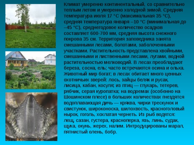 Климат умеренно континентальный, со сравнительно теплым летом и умеренно холодной зимой. Средняя температура июля 17 °С (максимальная 35 °С), средняя температура января –10 °С (минимальная до –45 °С), среднегодовое количество осадков составляет 600-700 мм, средняя высота снежного покрова 35 см. Территория заповедника занята смешанными лесами, болотами, заболоченными участками. Растительность представлена хвойными, смешанными и лиственными лесами, лугами, водной растительностью мелководий. В лесах преобладают береза, сосна, ель; часто встречаются осина и ольха. Животный мир богат; в лесах обитает много ценных охотничьих зверей: лось, зайцы беляк и русак, лисица, кабан, косуля; из птиц — глухарь, тетерев, рябчик, серая куропатка; на водоемах (особенно на Шошинском плесе) в больших количествах гнездятся водоплавающая дичь — кряква, чирки трескунок и свистунок, широконоска, шилохвость, красноголовый нырок, гоголь, хохлатая чернеть. Из рыб водятся: лещ, сазан, густера, красноперка, язь, линь, судак, щука, окунь, жерех, налим. Интродуцированы марал, пятнистый олень, бобр. 