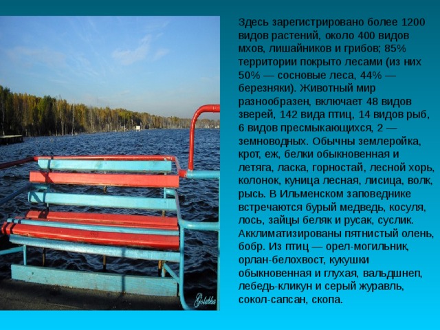 Здесь зарегистрировано более 1200 видов растений, около 400 видов мхов, лишайников и грибов; 85% территории покрыто лесами (из них 50% — сосновые леса, 44% — березняки). Животный мир разнообразен, включает 48 видов зверей, 142 вида птиц, 14 видов рыб, 6 видов пресмыкающихся, 2 — земноводных. Обычны землеройка, крот, еж, белки обыкновенная и летяга, ласка, горностай, лесной хорь, колонок, куница лесная, лисица, волк, рысь. В Ильменском заповеднике встречаются бурый медведь, косуля, лось, зайцы беляк и русак, суслик. Акклиматизированы пятнистый олень, бобр. Из птиц — орел-могильник, орлан-белохвост, кукушки обыкновенная и глухая, вальдшнеп, лебедь-кликун и серый журавль, сокол-сапсан, скопа. 