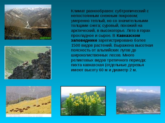 Климат разнообразен: субтропический с непостоянным снежным покровом; умеренно теплый, но со значительными толщами снега; суровый, похожий на арктический, в высокогорье. Лето в горах прохладное и сырое. В Кавказском заповеднике зарегистрировано более 1500 видов растений. Выражена высотная поясность от альпийских лугов до широколиственных лесов. Много реликтовых видов третичного периода: пихта кавказская (отдельные деревья имеют высоту 60 м и диаметр 2 м. 