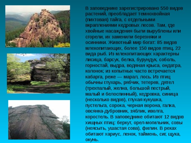 В заповеднике зарегистрировано 550 видов растений, преобладает темнохвойная (пихтовая) тайга, с отдельными вкраплениями кедровых лесов. Там, где хвойные насаждения были вырублены или сгорели, их заменили березняки и осинники. Животный мир богат: 85 видов млекопитающих, более 150 видов птиц, 22 вида рыб. Из млекопитающих характерны лисица, барсук, белка, бурундук, соболь, горностай, выдра, водяная крыса, ондатра, колонок; из копытных часто встречается кабарга, реже — марал, лось. Из птиц обычны глухарь, рябчик, тетерев, дятел (трехпалый, желна, большой пестрый, малый и белоспинный), кедровка, синица (несколько видов), глухая кукушка, пустельга, сорока, черная ворона, галка, овсянка-дубровник, зяблик, иволга, коростель. В заповеднике обитают 12 видов хищных птиц: беркут, орел-могильник, совы (неясыть, ушастая сова), филин. В реках обитают хариус, ленок, таймень, сиг, щука, окунь. 