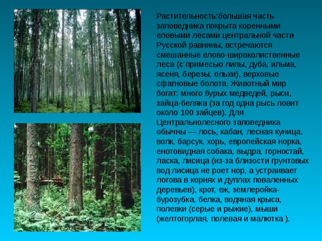 Смешанные и широколиственные леса 8 класс. Смешанные и широколиственные леса русской равнины. Широколиственные леса русской равнины. Растительный мир русской равнины. Заказники широколиственных и смешанных лесов.