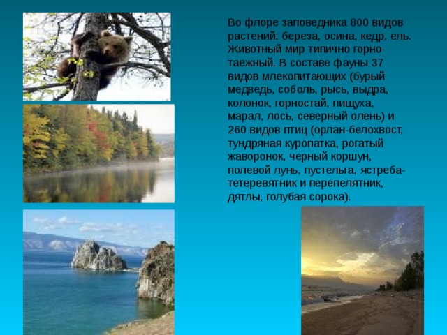 Во флоре заповедника 800 видов растений: береза, осина, кедр, ель. Животный мир типично горно-таежный. В составе фауны 37 видов млекопитающих (бурый медведь, соболь, рысь, выдра, колонок, горностай, пищуха, марал, лось, северный олень) и 260 видов птиц (орлан-белохвост, тундряная куропатка, рогатый жаворонок, черный коршун, полевой лунь, пустельга, ястреба-тетеревятник и перепелятник, дятлы, голубая сорока). 