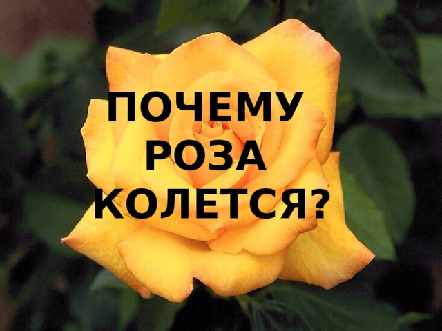 ПОЧЕМУ  РОЗА  КОЛЕТСЯ? ПОЧЕМУ  РОЗА  КОЛЕТСЯ? 