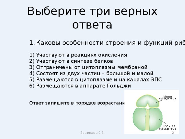 Выберите три верных ответа Каковы особенности строения и функций рибосом? Участвуют в реакциях окисления Участвуют в синтезе белков Отграничены от цитоплазмы мембраной Состоят из двух частиц – большой и малой Размещаются в цитоплазме и на каналах ЭПС Размещаются в аппарате Гольджи Ответ запишите в порядке возрастания цифр Братякова С.Б.  