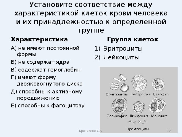 Установите соответствие между характеристикой клеток крови человека и их принадлежностью к определенной группе Характеристика Группа клеток А) не имеют постоянной формы Б) не содержат ядра В) содержат гемоглобин Г) имеют форму двояковогнутого диска Д) способны к активному передвижению Е) способны к фагоцитозу Эритроциты Лейкоциты Братякова С.Б.  