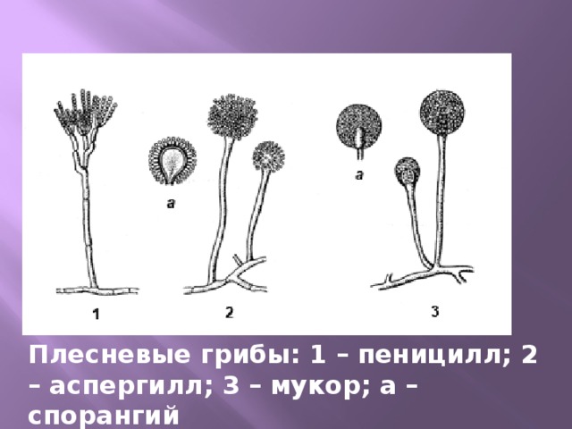 Мукор и пеницилл рисунок