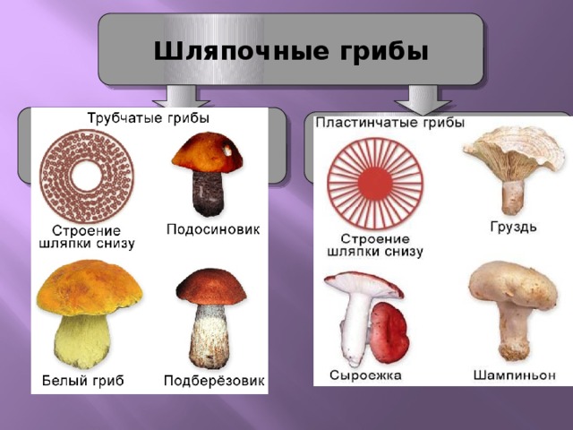 Голосеменные шляпочные грибы примеры. Шляпочные грибы трубчатые и пластинчатые. Строение шляпки гриба трубчатая и пластинчатая. Груздь трубчатый или пластинчатый гриб. Окружающий мир 3 класс грибы пластинчатые грибы трубчатые.