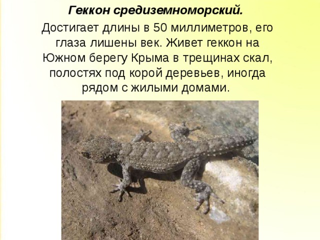 Геккон средиземноморский. Достигает длины в 50 миллиметров, его глаза лишены век. Живет геккон на Южном берегу Крыма в трещинах скал, полостях под корой деревьев, иногда рядом с жилыми домами.  