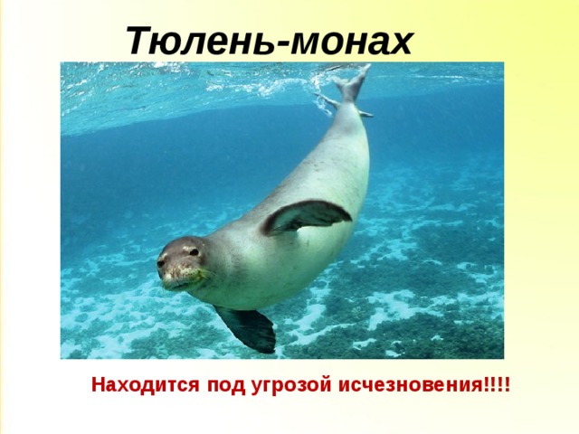 Тюлень-монах Находится под угрозой исчезновения!!!! 