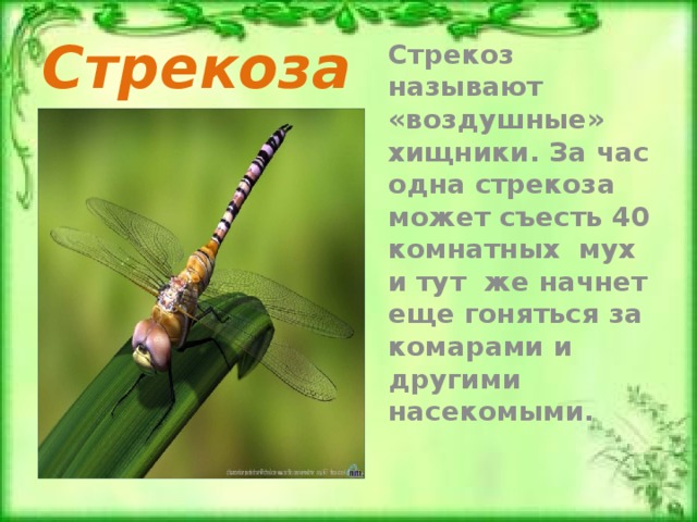 Стрекоза Стрекоз называют «воздушные» хищники. За час одна стрекоза может съесть 40 комнатных мух и тут же начнет еще гоняться за комарами и другими насекомыми. 