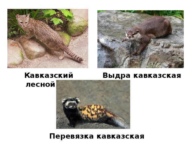 Кавказский лесной кот Выдра кавказская Перевязка кавказская