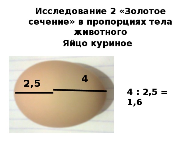 Пропорция и золотое сечение проект 6 класс