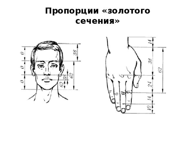 Пропорция и золотое сечение проект 6 класс