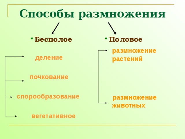 БИОЛОГИЯ "Размножение" 6 класс