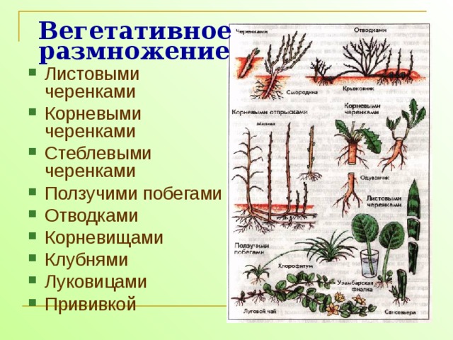 На рисунке изображен процесс вегетативного размножения клубнями прививкой