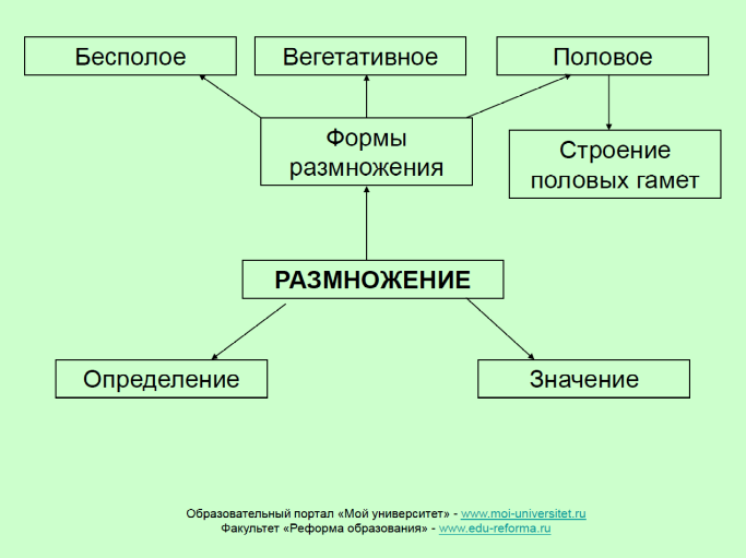 Бесполое размножение виды