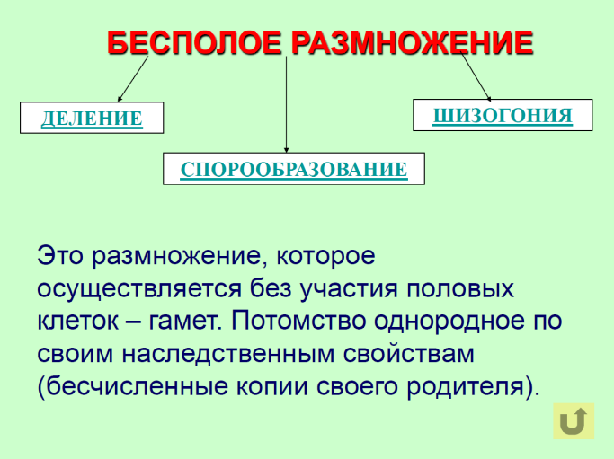 Бесполое размножение деление спорообразование. Размножение 6 класс. Что такое размножение в биологии 6 класс. Бесполое размножение 6 класс биология.