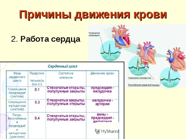 Цикл работы сердца. Движение крови по сосудам 8 класс биология. Причины движения крови по артериям. Причины движения крови по сосудам. Движение крови по сосудам таблица.