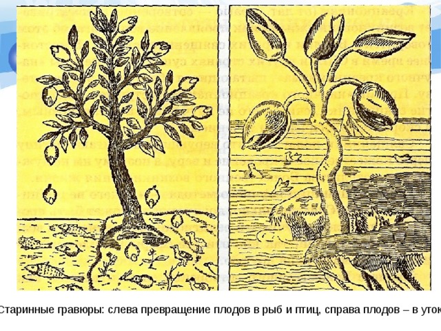 Старинные гравюры: слева превращение плодов в рыб и птиц, справа плодов – в уток. 