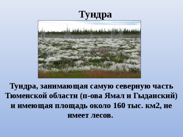 Тундра Тундра, занимающая самую северную часть Тюменской области (п-ова Ямал и Гыданский) и имеющая площадь около 160 тыс. км2, не имеет лесов.
