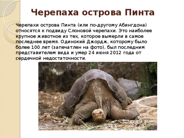 Last turtle. Последняя черепаха одинокий Джордж. Абингдонская слоновая черепаха. Абингдонская слоновая черепаха одинокий Джордж. Абингдонская слоновая черепаха черная книга.