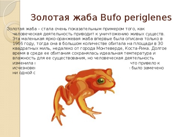 Золотая жаба Bufo periglenes Золотая жаба – стала очень показательным примером того, как человеческая деятельность приводит к уничтожению живых существ. Эта маленькая ярко-оранжевая жаба впервые была описана только в 1966 году, тогда она в большом количестве обитала на площади в 30 квадратных миль, недалеко от города Монтеверде, Коста-Рика. Долгое время в среде ее обитания сохранялась идеальная температура и влажность для ее существования, но человеческая деятельность изменила привычные параметры окружающей среды, что привело к исчезновению этого животного. С 15 мая 1989 года не было замечено ни одной особи.   