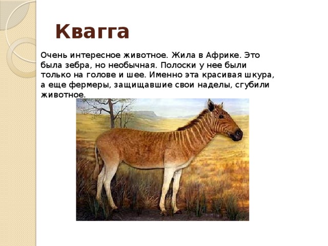 Квагга Очень интересное животное. Жила в Африке. Это была зебра, но необычная. Полоски у нее были только на голове и шее. Именно эта красивая шкура, а еще фермеры, защищавшие свои наделы, сгубили животное. 