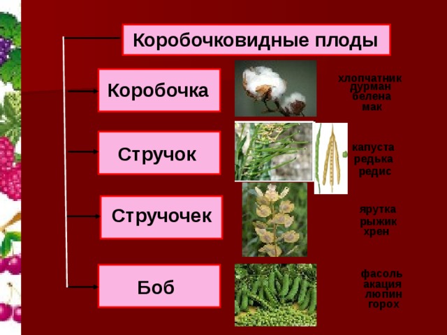 Коробочковидные плоды хлопчатник Коробочка дурман белена мак капуста Стручок редька редис ярутка Стручочек рыжик хрен фасоль Боб акация люпин горох 