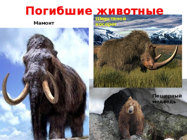 Погибшие животные Шерстяной носорог Мамонт Пещерный медведь 