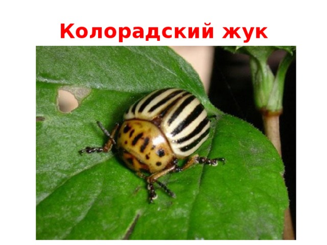 Колорадский жук 