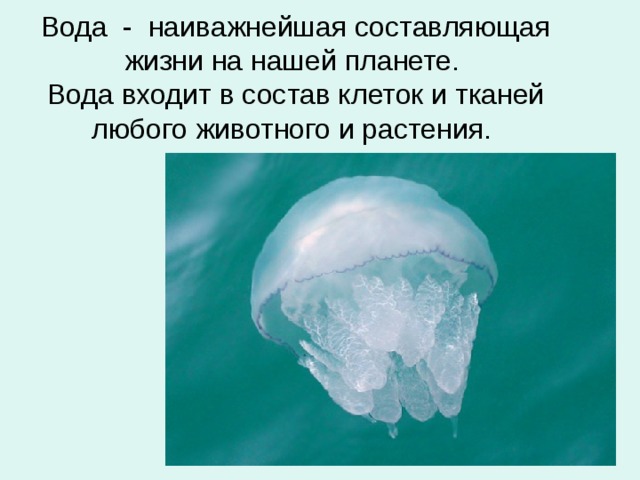 Вода - наиважнейшая составляющая жизни на нашей планете.  Вода входит в состав клеток и тканей любого животного и растения.   