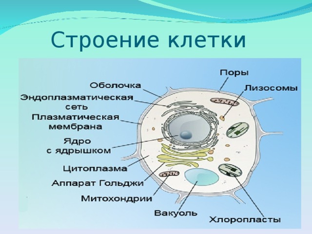 Презентация к уроку биологии 5 класс "Живые клетки"