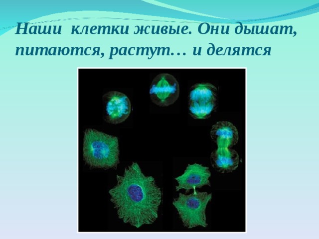 Живые клетки имеют. Живые клетки питаются растут и. Живые клетки дышат и растут. Живые клетки 5 класс. Клетки питаются, растут, размножаются и.