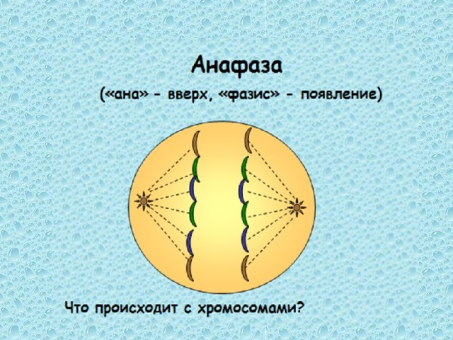 Анафаза набор хромосом. Какие процессы происходят в телофазе. Процессы происходящие в анафазе.