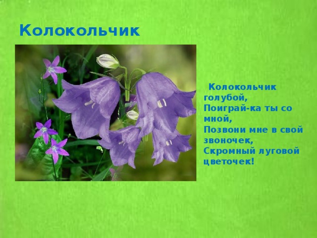 Песня колокольчика старшая группа окружающий мир презентация