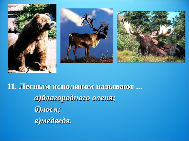 11. Лесным исполином называют ...                а)благородного оленя;              б)лося;                                  в)медведя.