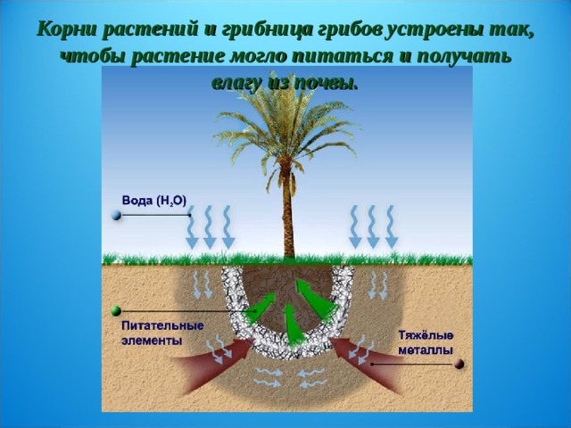 От какого фактора зависит поглощение воды растением. Растения поглощающие влагу. Поглощение влаги растениями. Цветы поглощающие сырость. Уменьшение испарения влаги из почвы.
