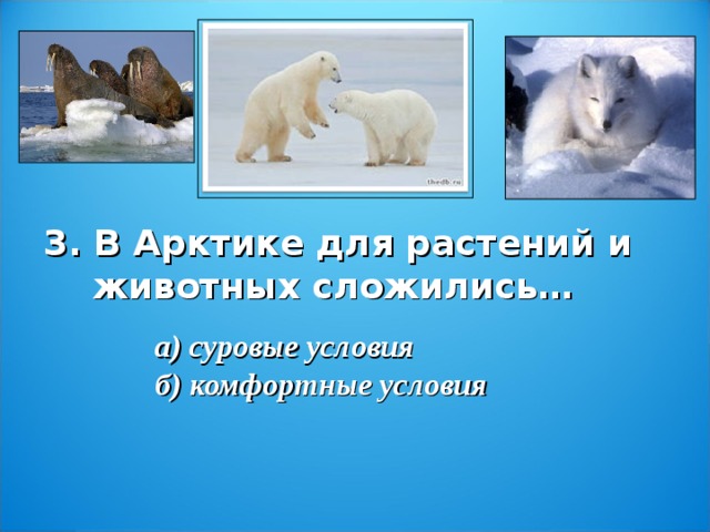 3. В Арктике для растений и  животных сложились… а) суровые условия б) комфортные условия
