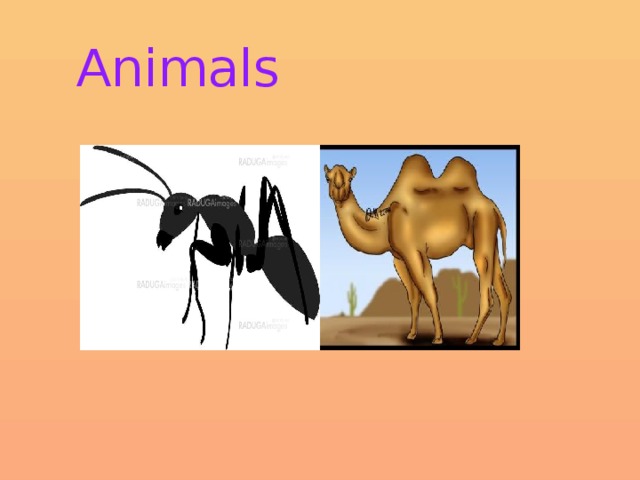 Animals         t=i 325 S  