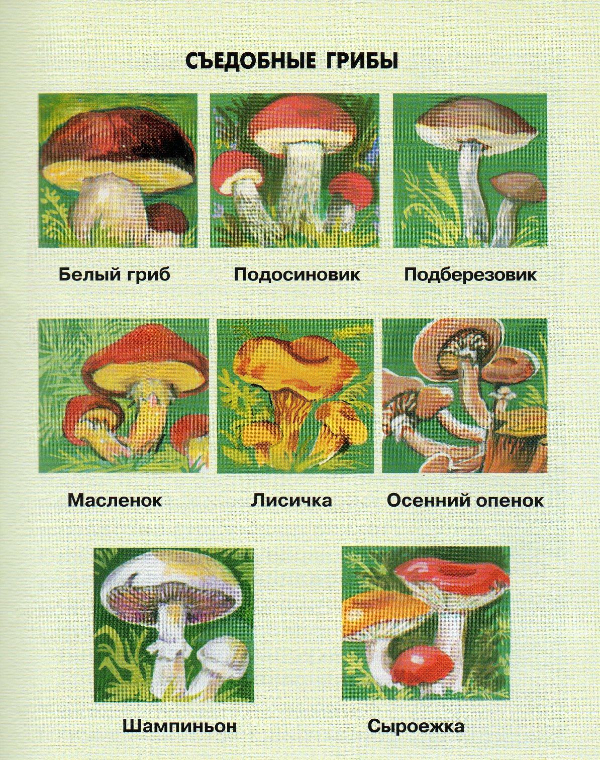 Рассмотрите изображения шести представителей мира грибов масленок лисичка