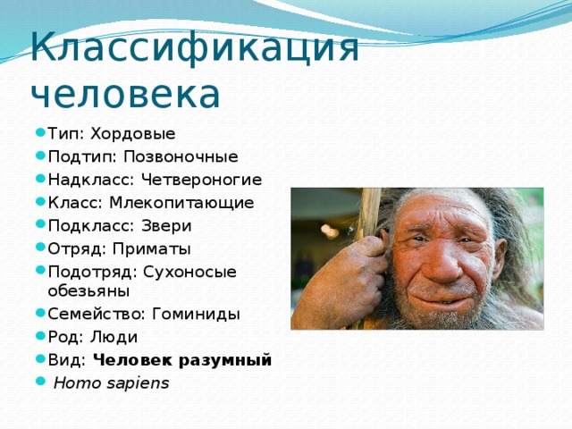 Человек относится к виду. Классификация человека. Классификация человека разумного. Классификация человека в биологии. Систематика человека разумного.