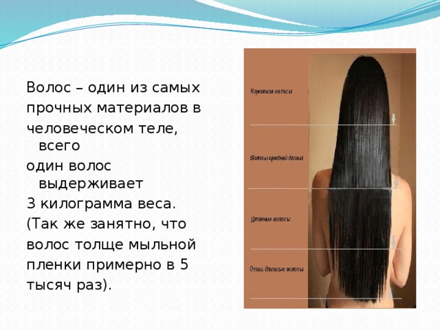 Какая максимальная длина волос может быть