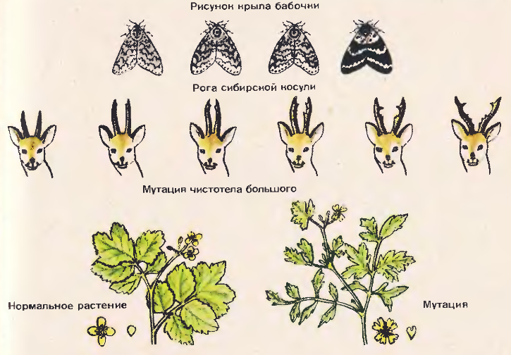 Пример изменения в биологии. Примеры наследственной изменчивости у растений. Изменчивость примеры. Наследственная изменчивость примеры. Примеры изменчивости в биологии.