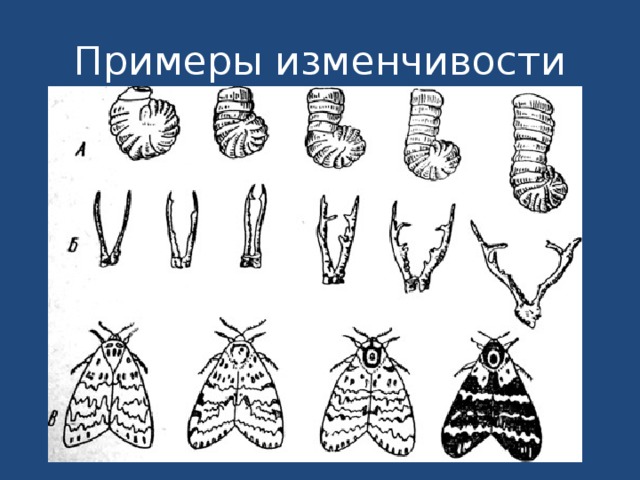 Изменчивость картинки для презентации