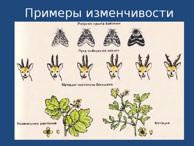 Ненаследственная изменчивость примеры картинки