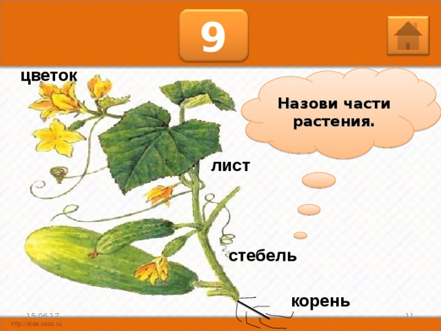 Растения корень стебель листья